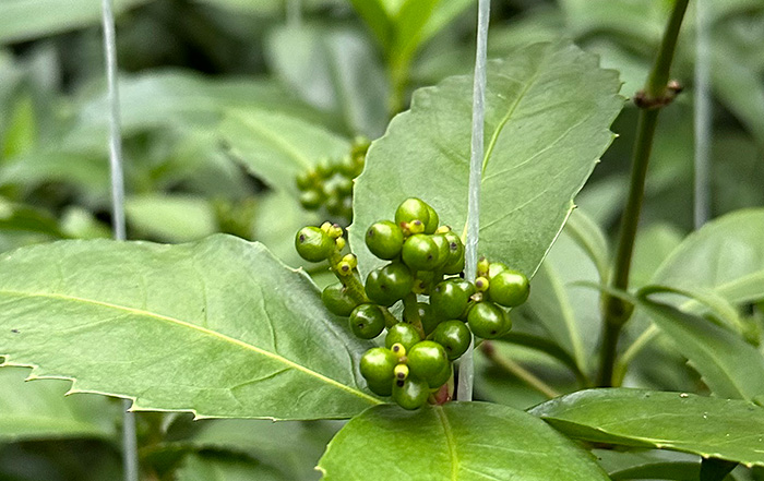 色づく前の緑色の実の千両